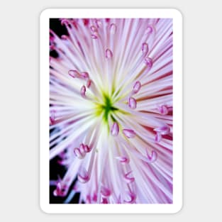 Firework Chrysanthemum Sticker